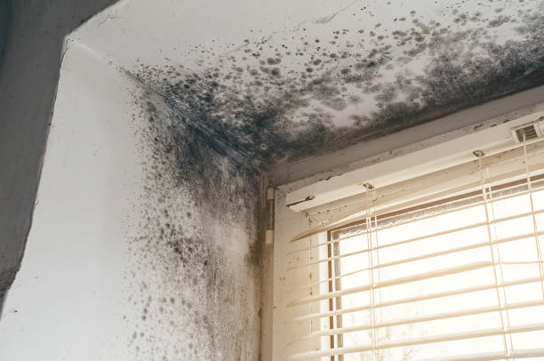 Affordable Mold Inspection And Testing solutions in Emerson, NJ